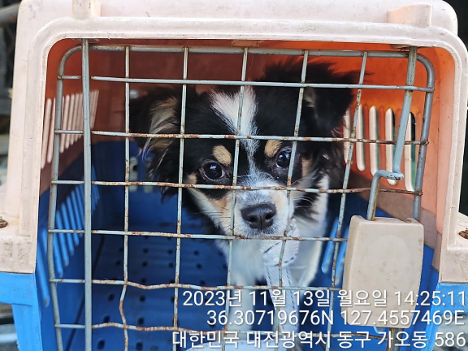 대전동물보호센터_430364202300347