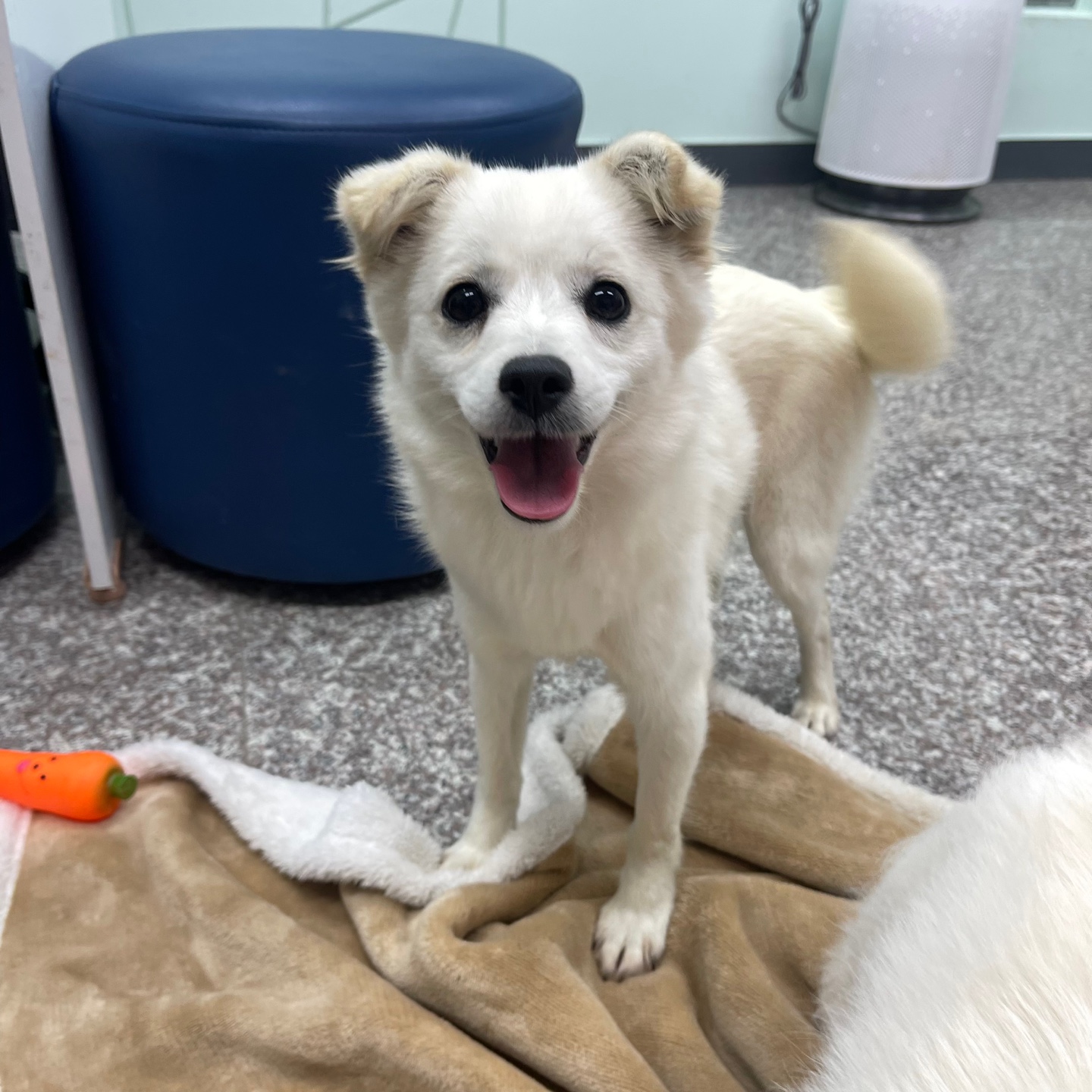 강릉시 동물사랑센터_442420202300610