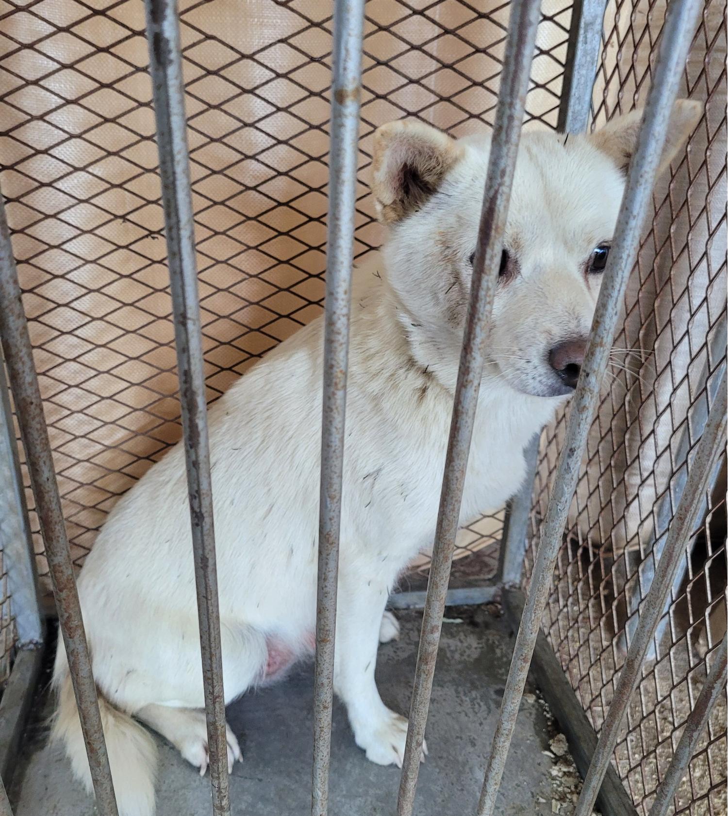 창녕 유기동물보호소_448541202301808