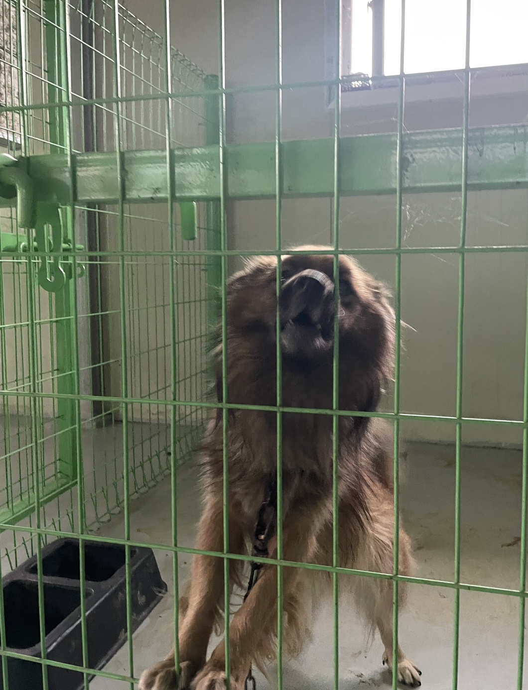 희망동물보호소_445478202300230