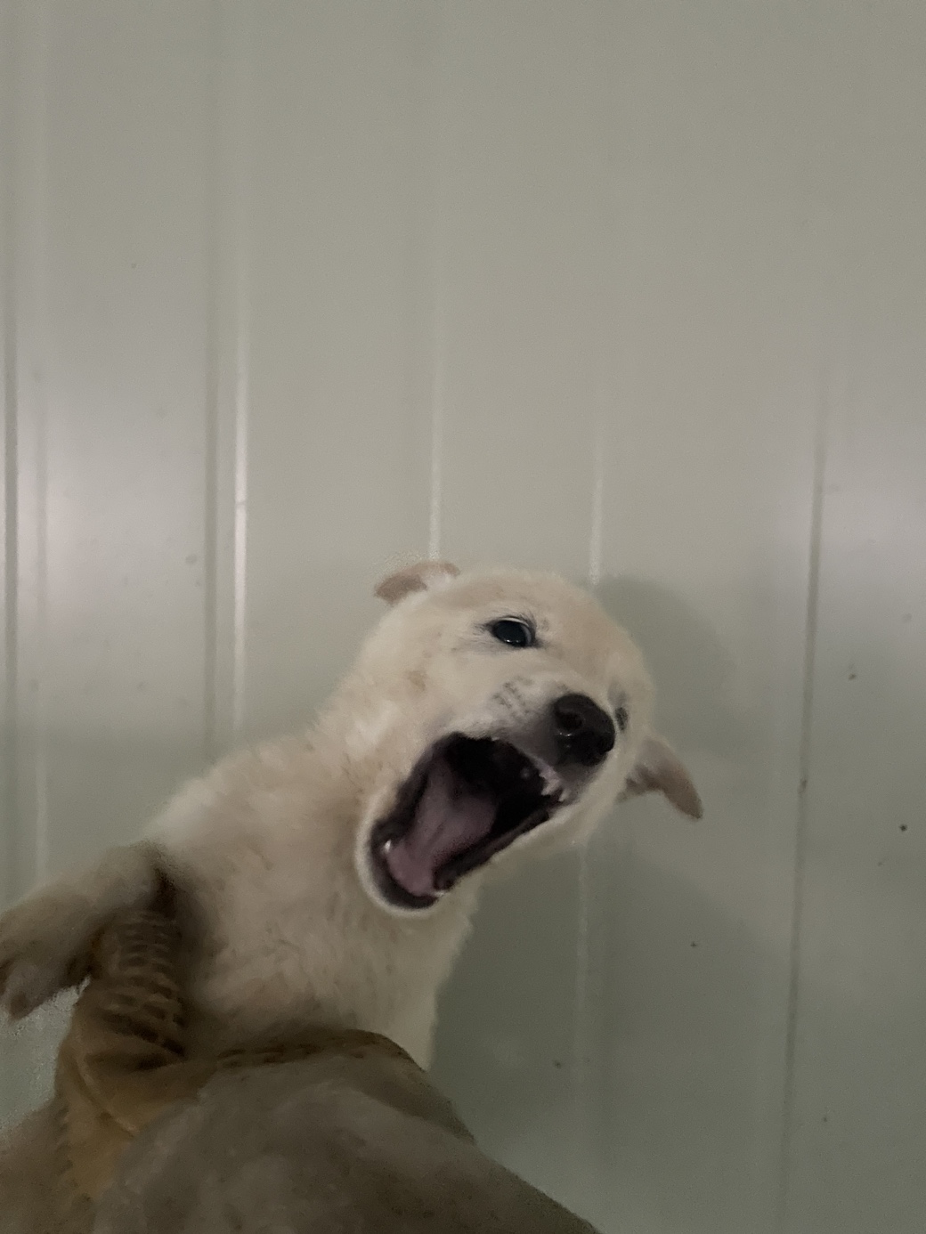 희망동물보호소_445478202300235