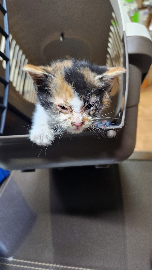 익산유기동물보호소_445468202302206