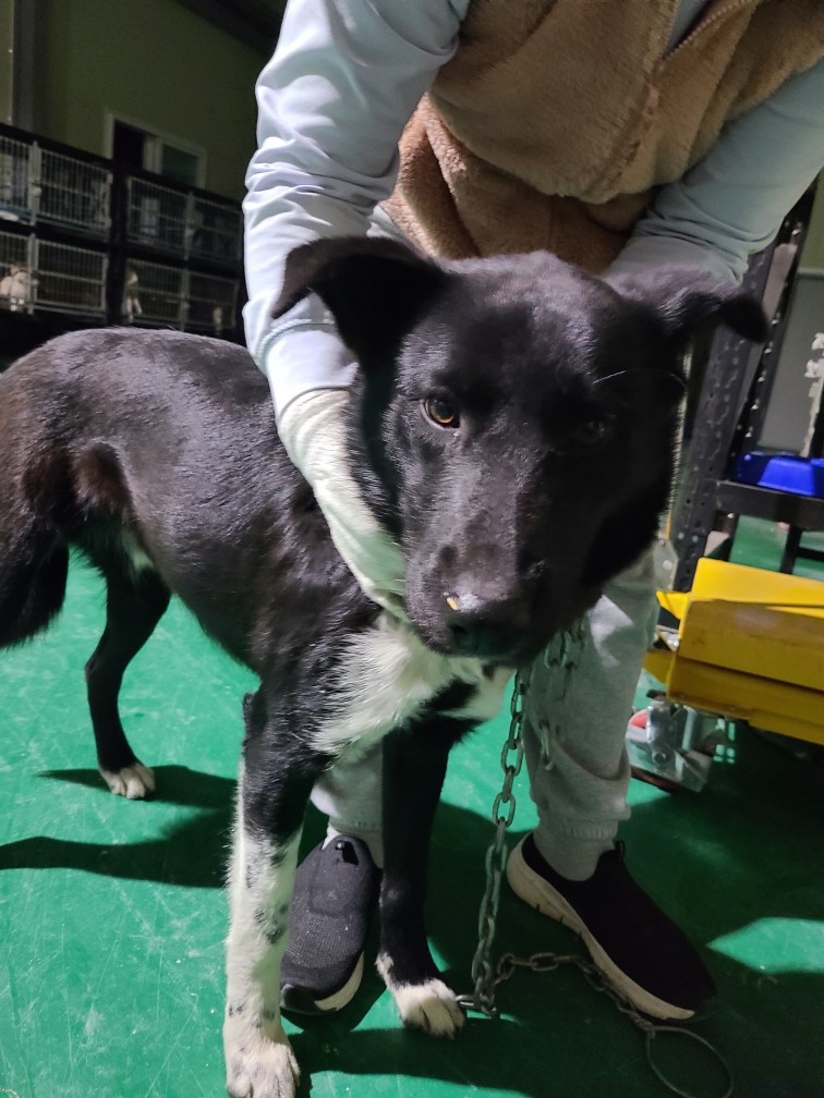 거창유기동물보호센터_448547202300924