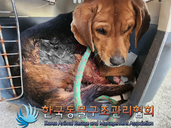한국동물구조관리협회_441559202301229