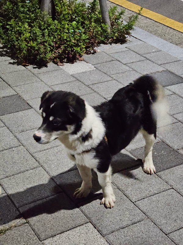 완주군유기동물보호소_445472202300437