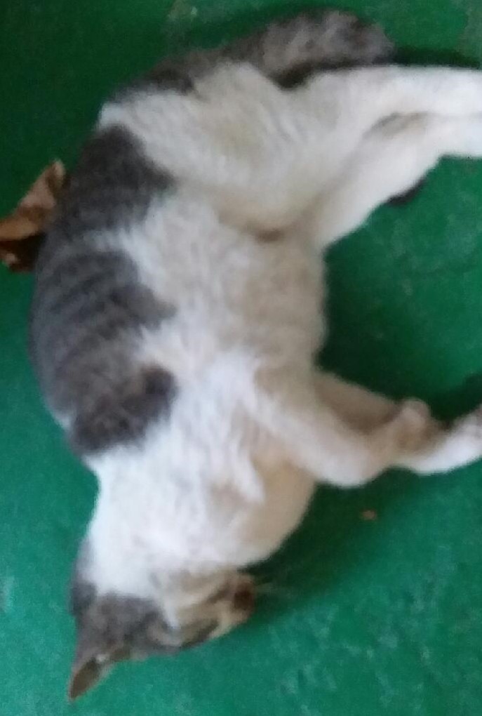대구유기동물보호협회_427344202300360