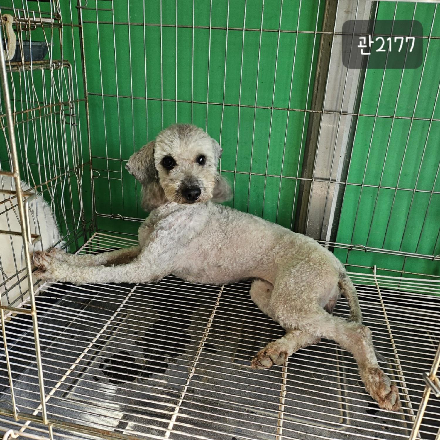 [개] 푸들 경기-고양-2023-00805 유기동물 배경 이미지 입니다.