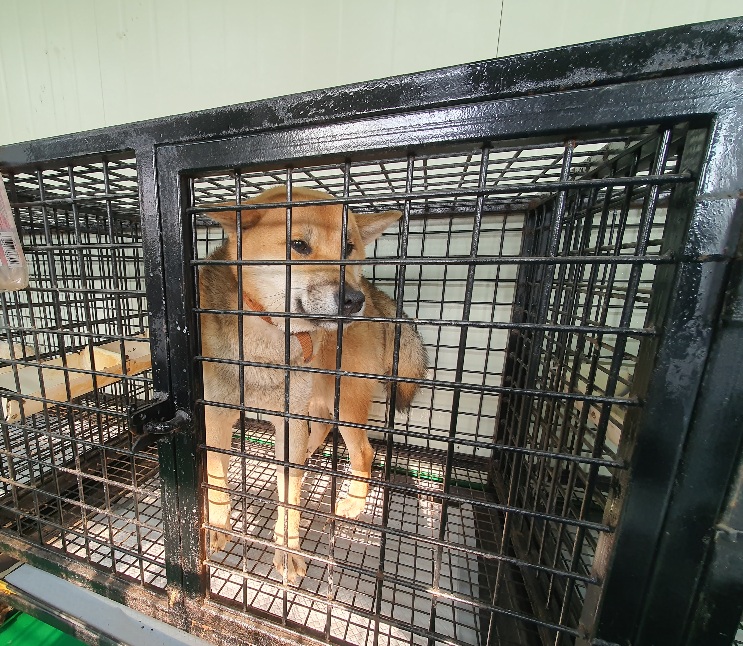 공주시 동물보호소_444450202300779