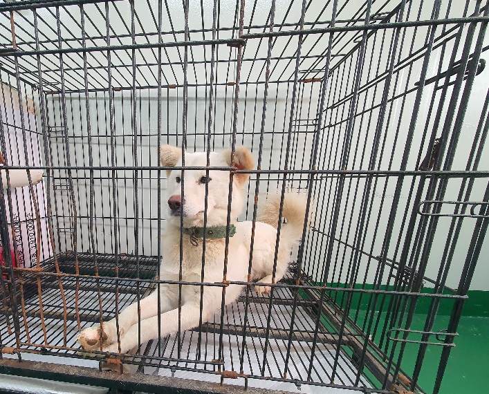 공주시 동물보호소_444450202300780