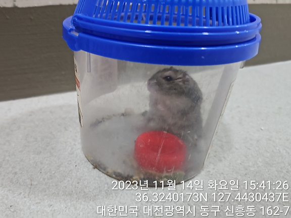 대전동물보호센터_430364202300350
