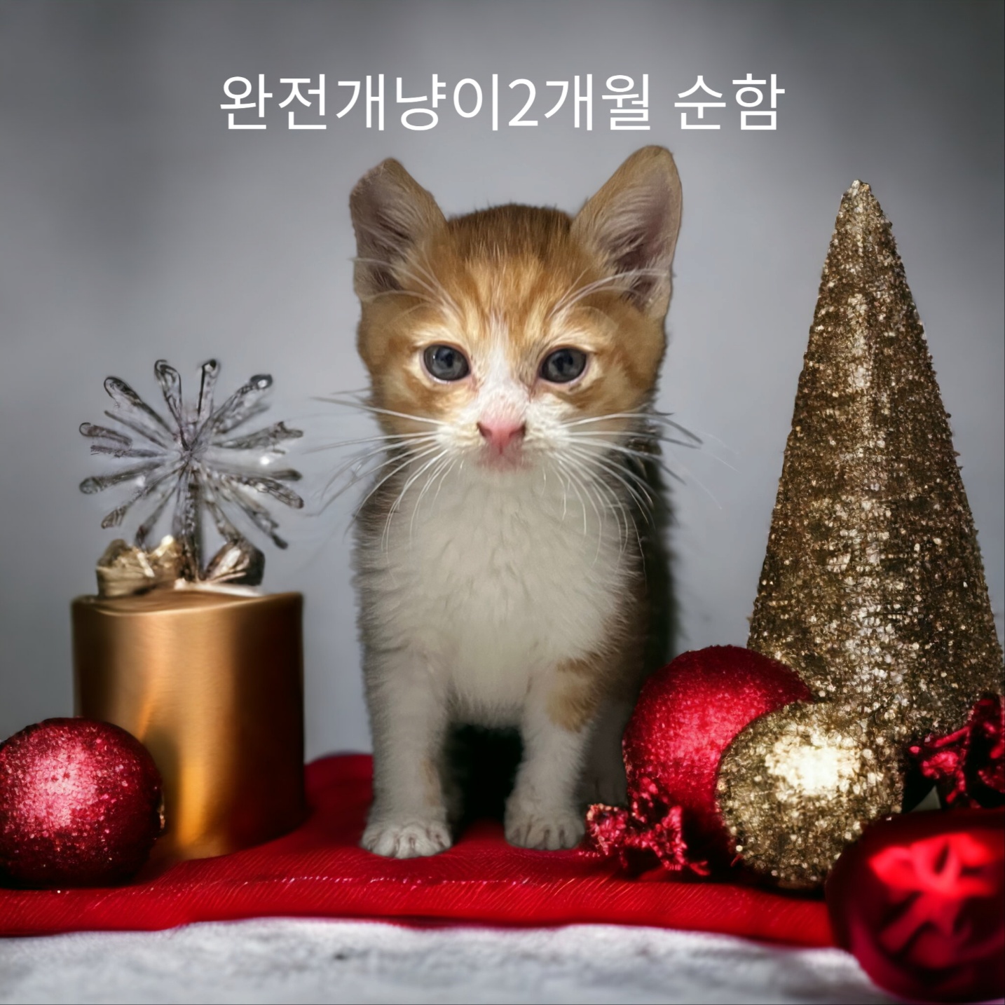 성주유기동물보호센터_447521202300361