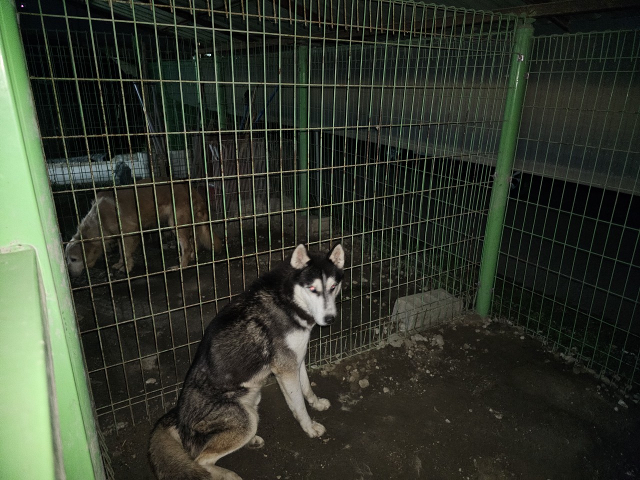 아산동물복지지원센터_444452202302034