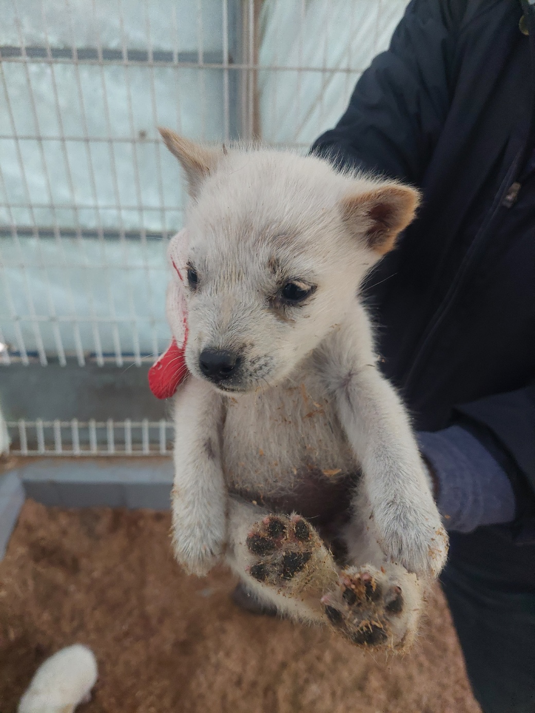 보성유기동물보호센터_446489202300158