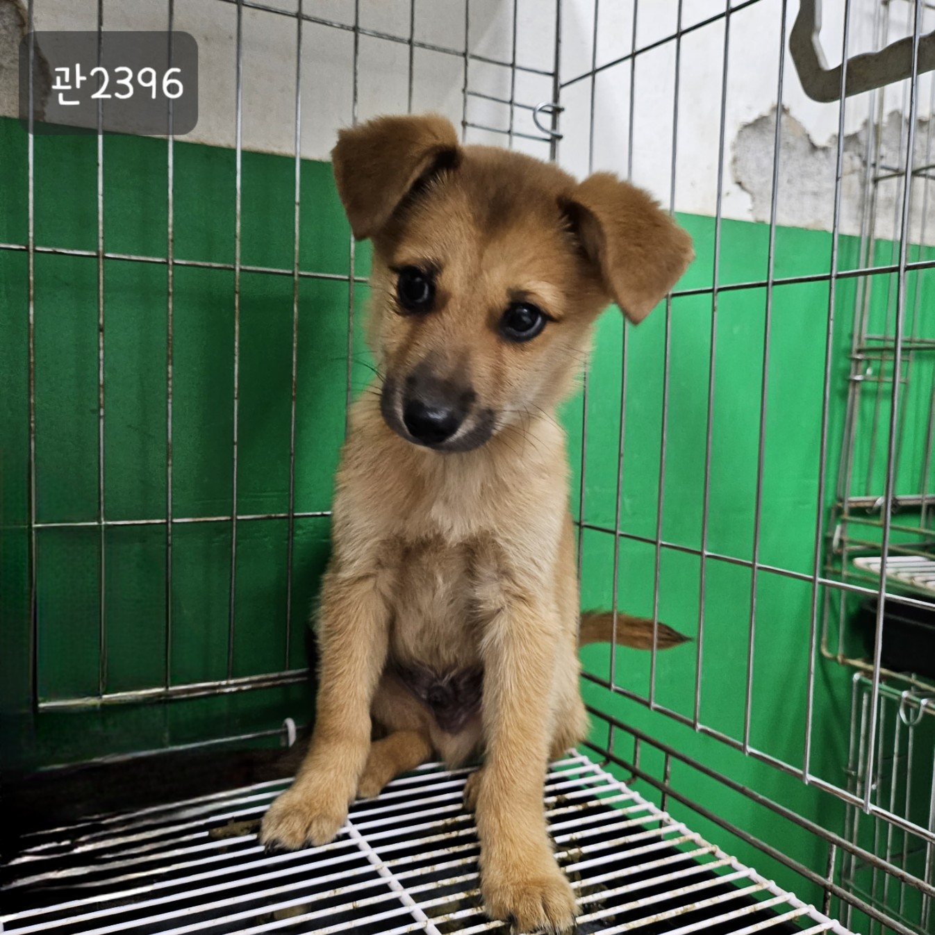 고양시동물보호센터_441394202302396
