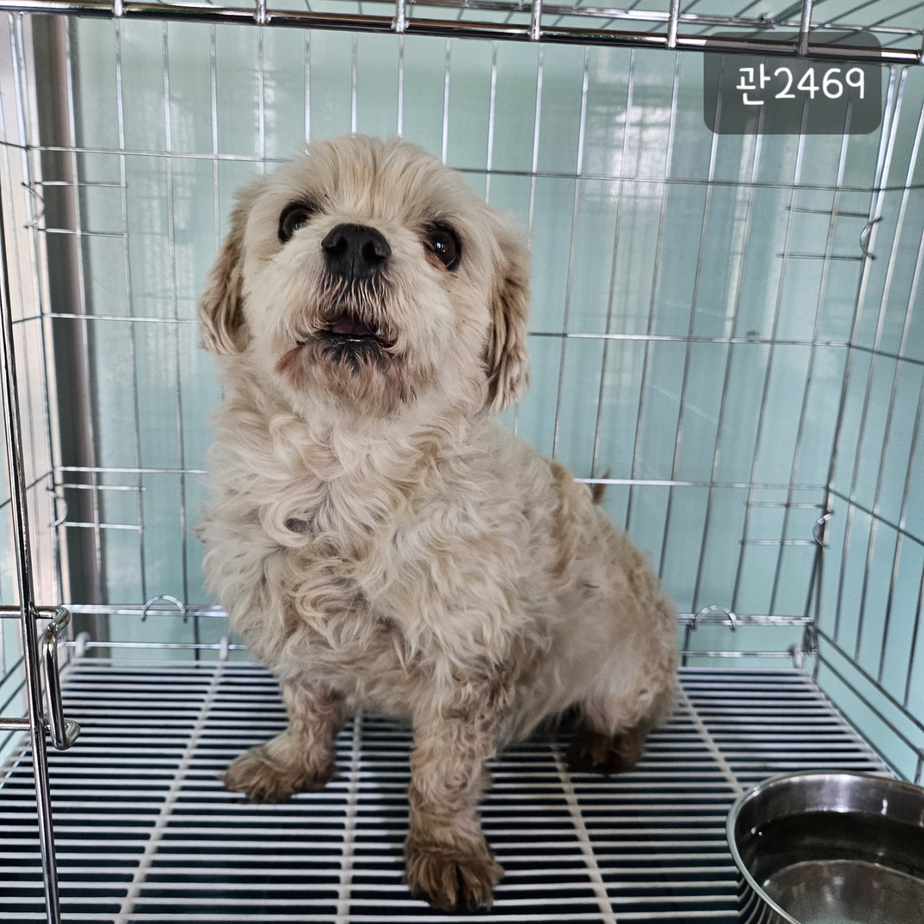 [개] 말티푸 경기-고양-2023-00903 유기동물 배경 이미지 입니다.