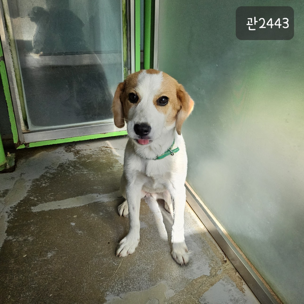 [개] 비글 경기-고양-2023-00897 유기동물 배경 이미지 입니다.
