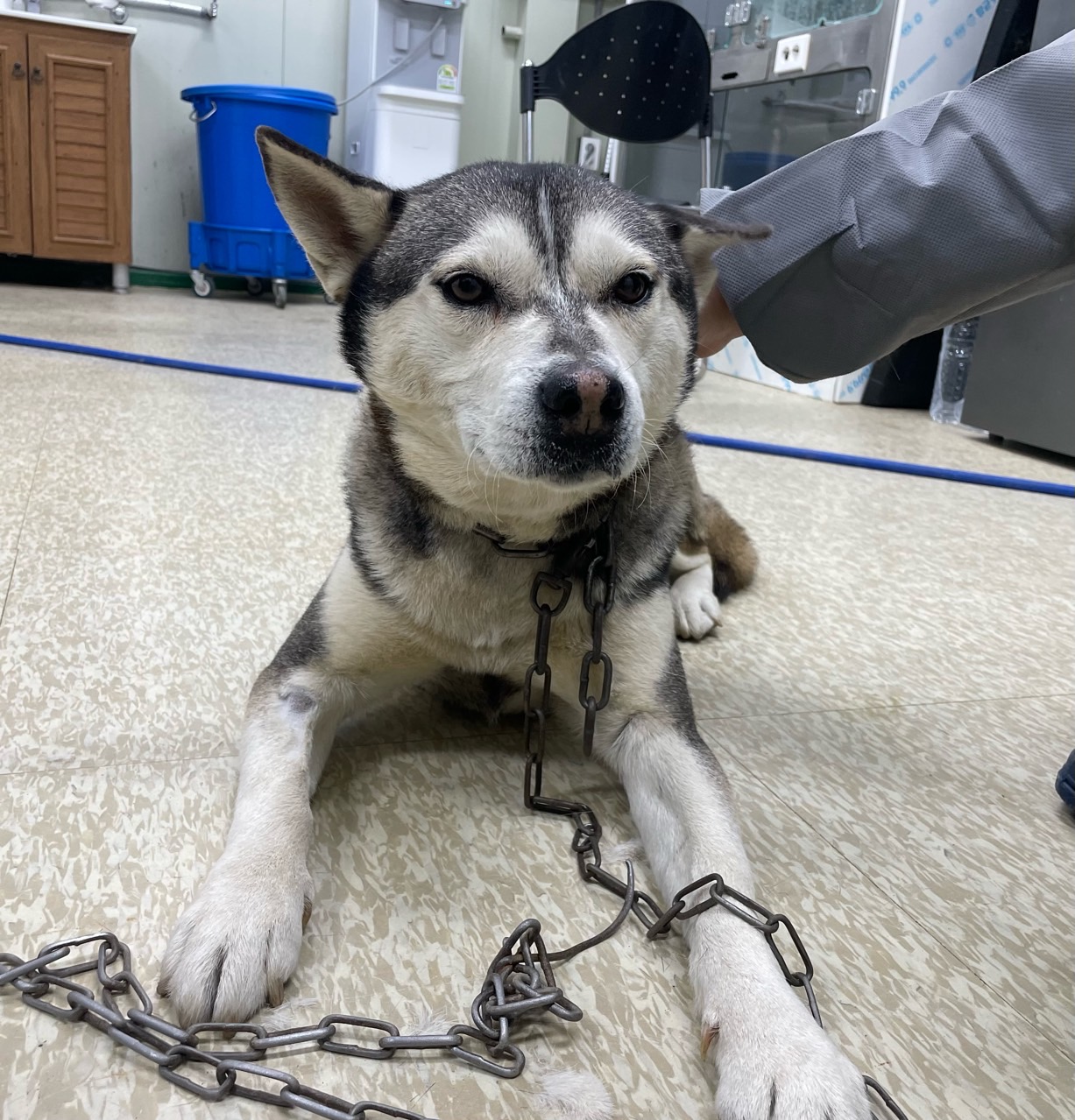 남양주시동물보호센터_441399202302874