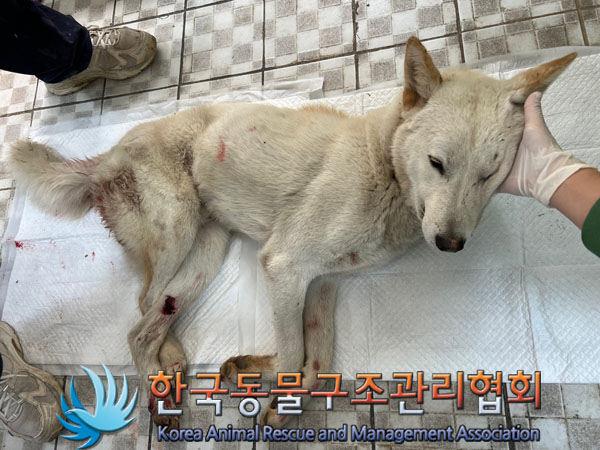 한국동물구조관리협회_441406202301888