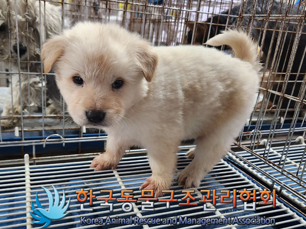 한국동물구조관리협회_441406202301894