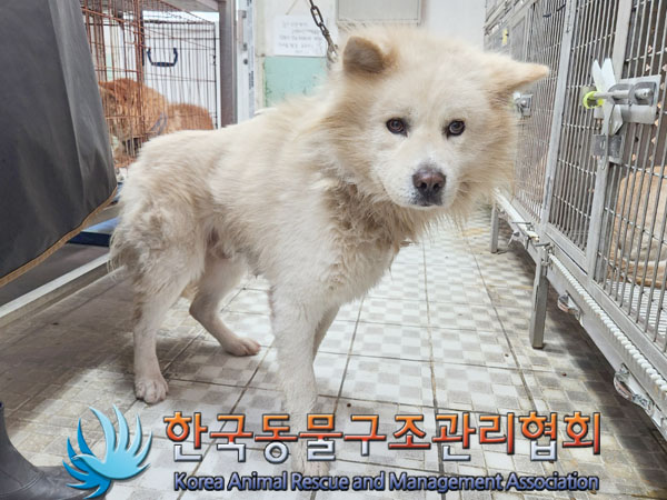 한국동물구조관리협회_411307202300521