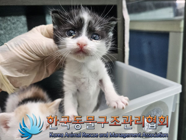 한국동물구조관리협회_441560202301538