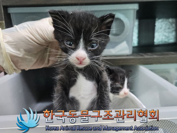 한국동물구조관리협회_441560202301540