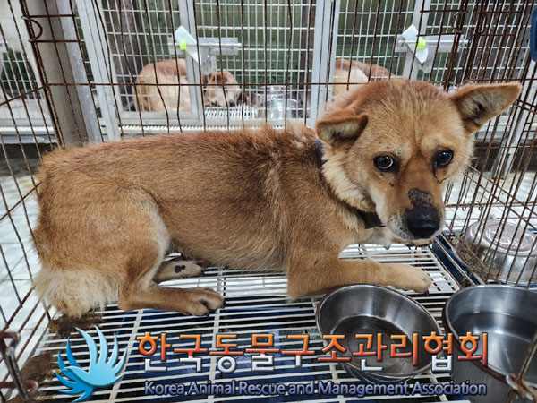 한국동물구조관리협회_441560202301535