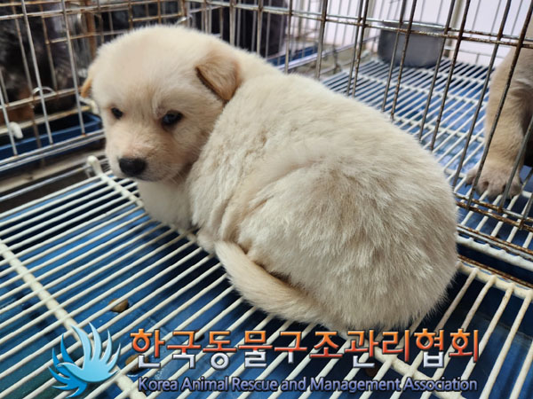 한국동물구조관리협회_441406202301893