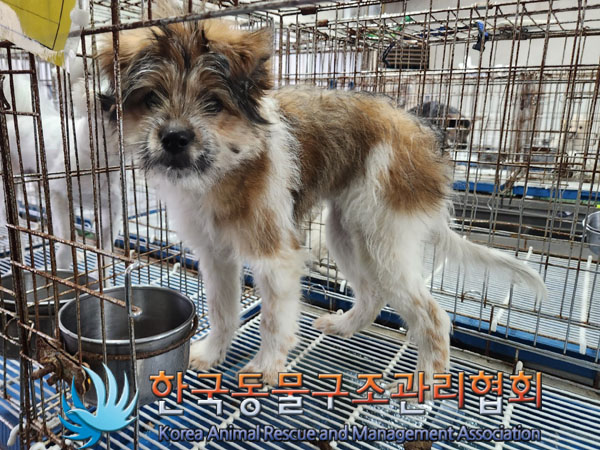 한국동물구조관리협회_411306202300771