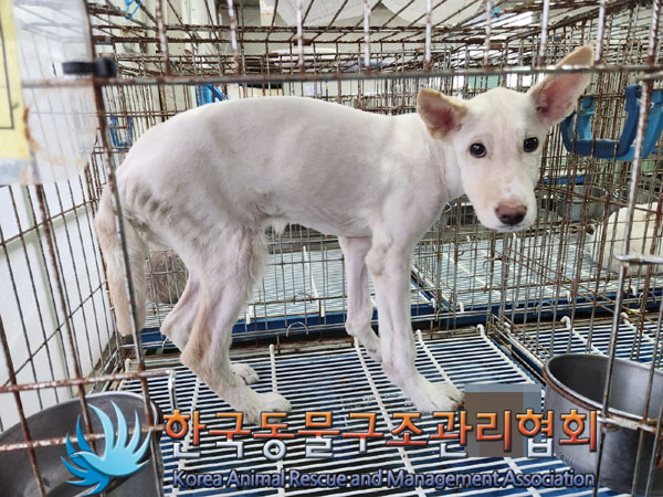 한국동물구조관리협회_411311202300932