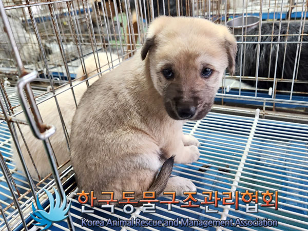 한국동물구조관리협회_441406202301892