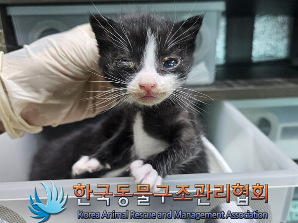 한국동물구조관리협회_441560202301539