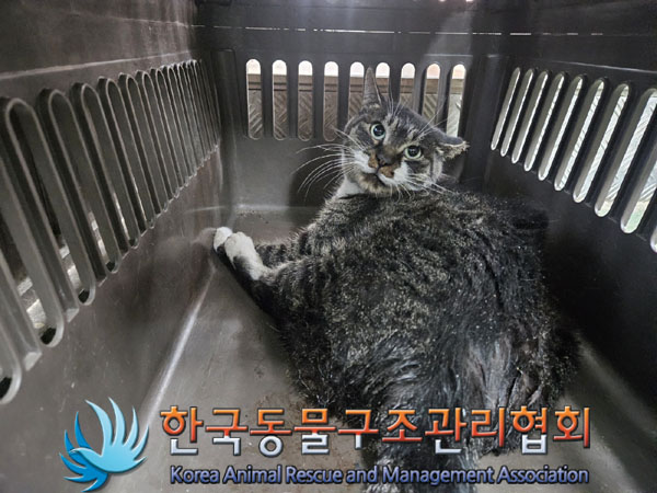 한국동물구조관리협회_441560202301534