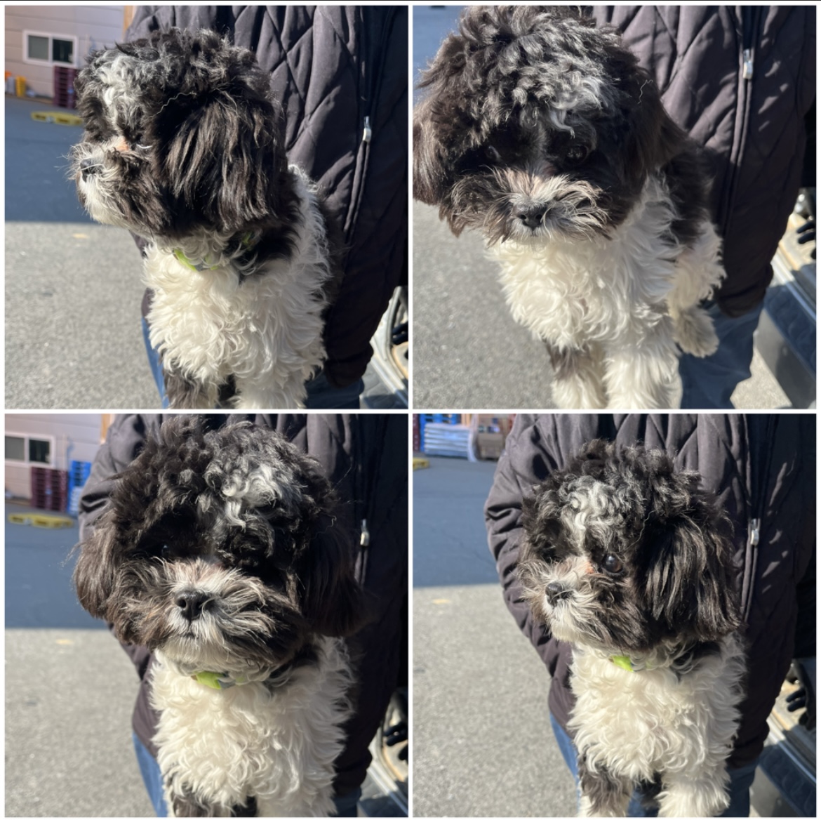 천안시유기동물보호소_444449202302331