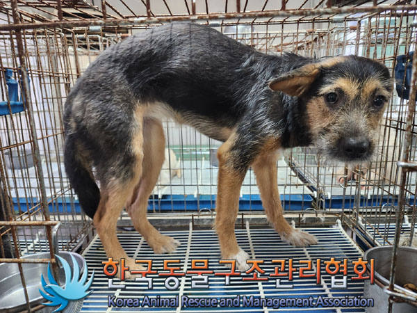 한국동물구조관리협회_441414202300924