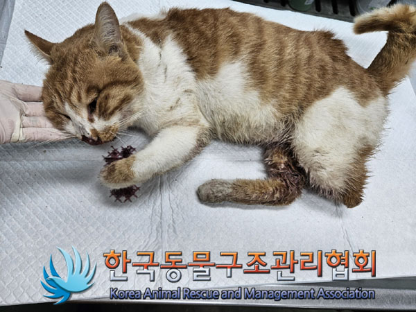 한국동물구조관리협회_441559202301231