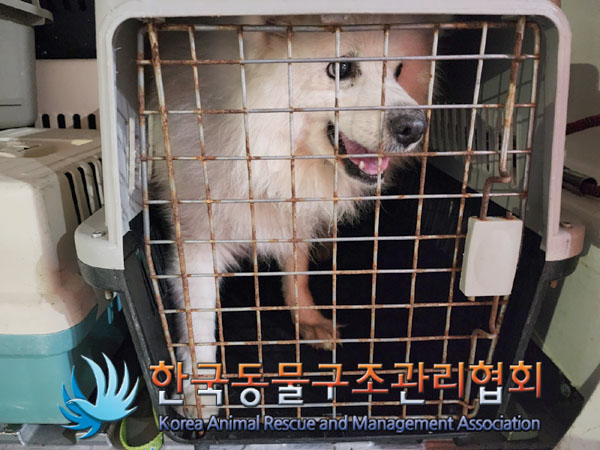 한국동물구조관리협회_441398202300471