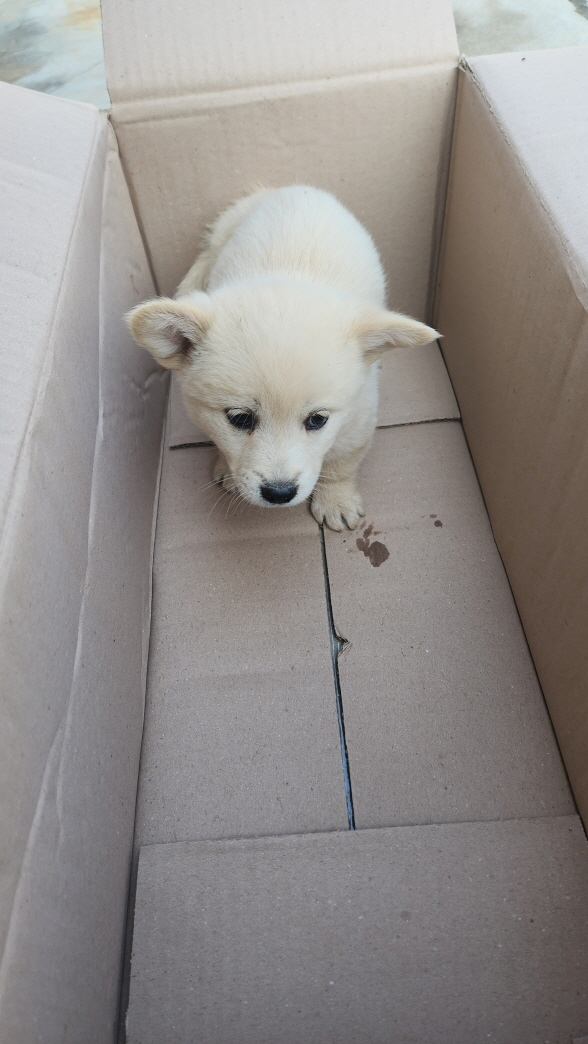 익산유기동물보호소_445468202302208