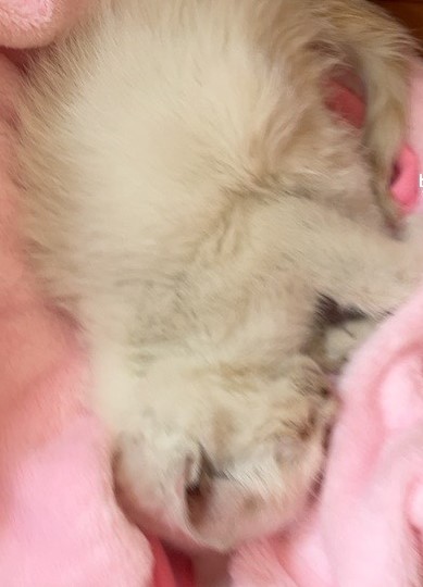 울산유기동물보호센터_431372202300711
