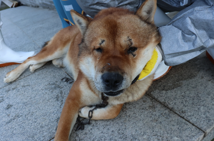 제주 동물보호센터_450650202303986