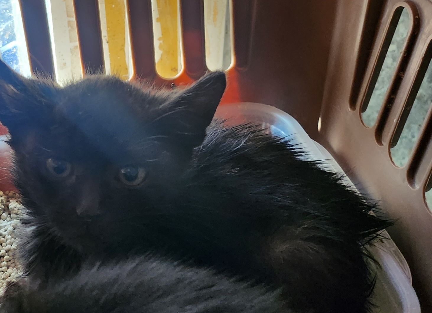 울산유기동물보호센터_431372202300709