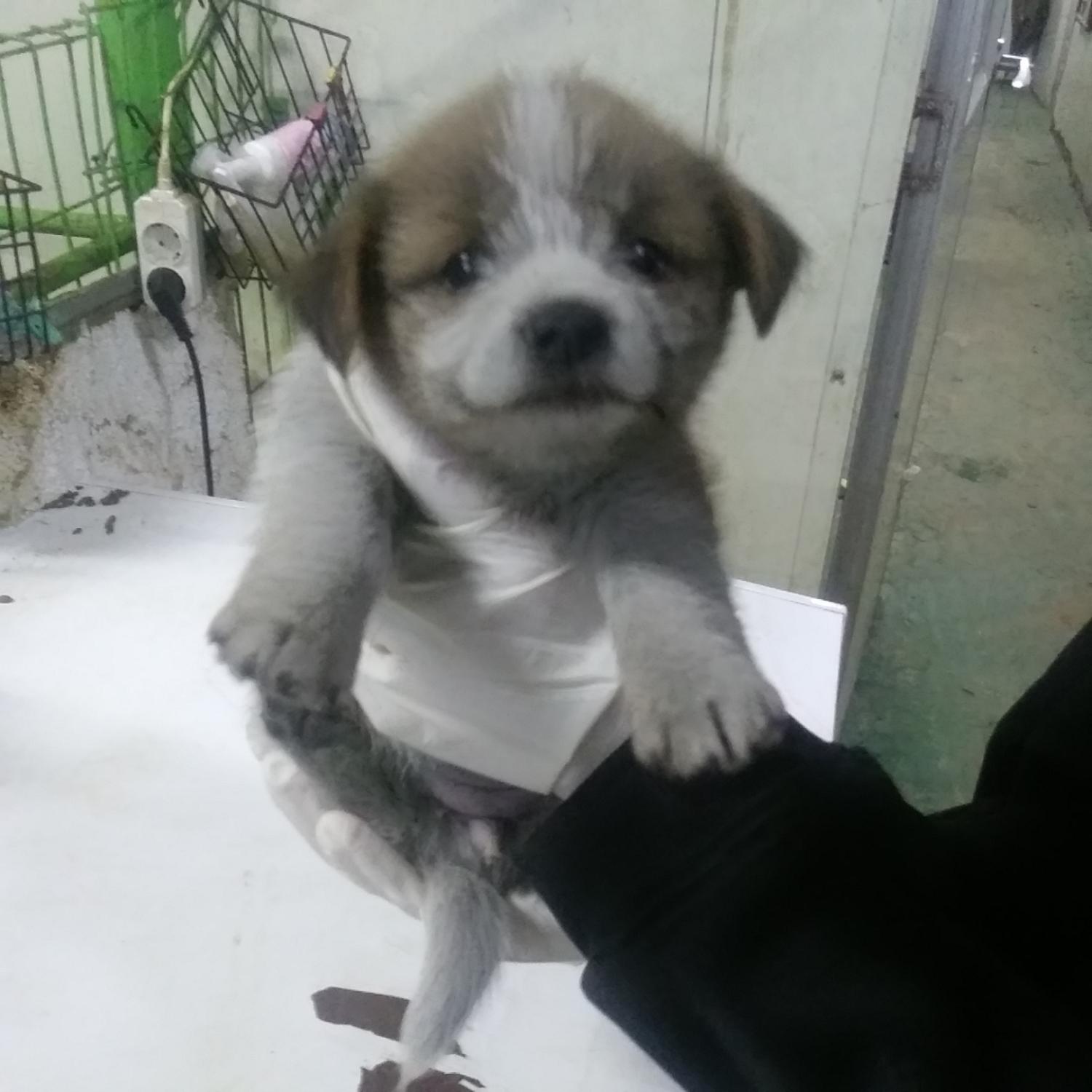 인천광역시수의사회_428351202300938
