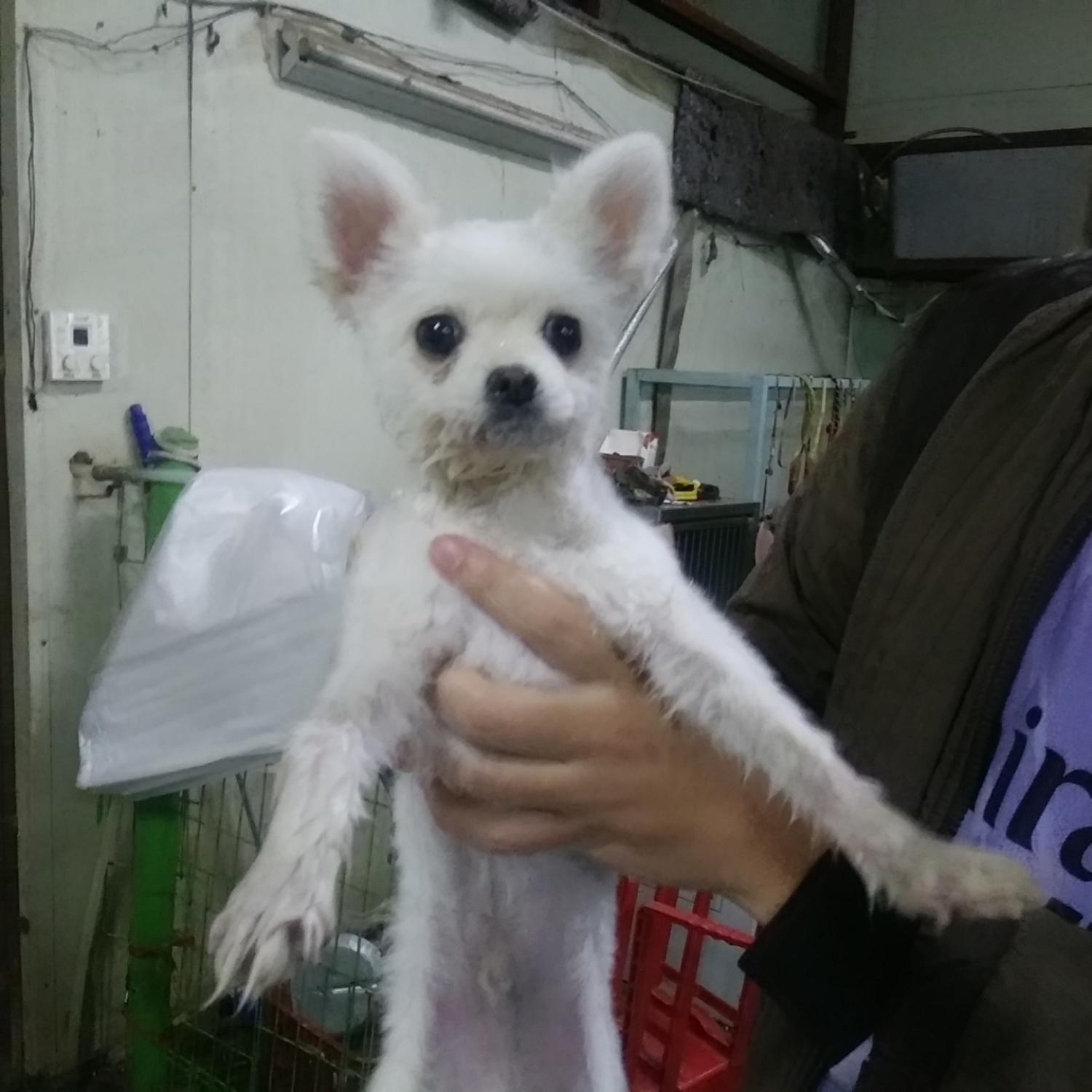 인천광역시수의사회_428352202300513