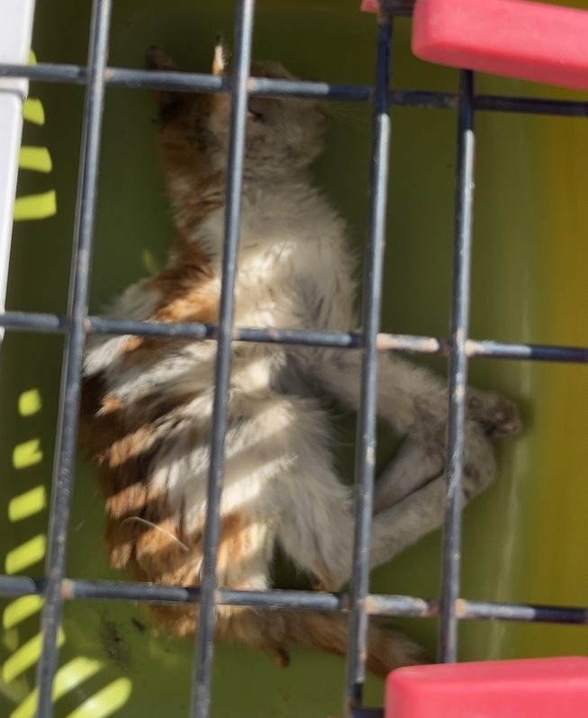울산유기동물보호센터_431369202300834