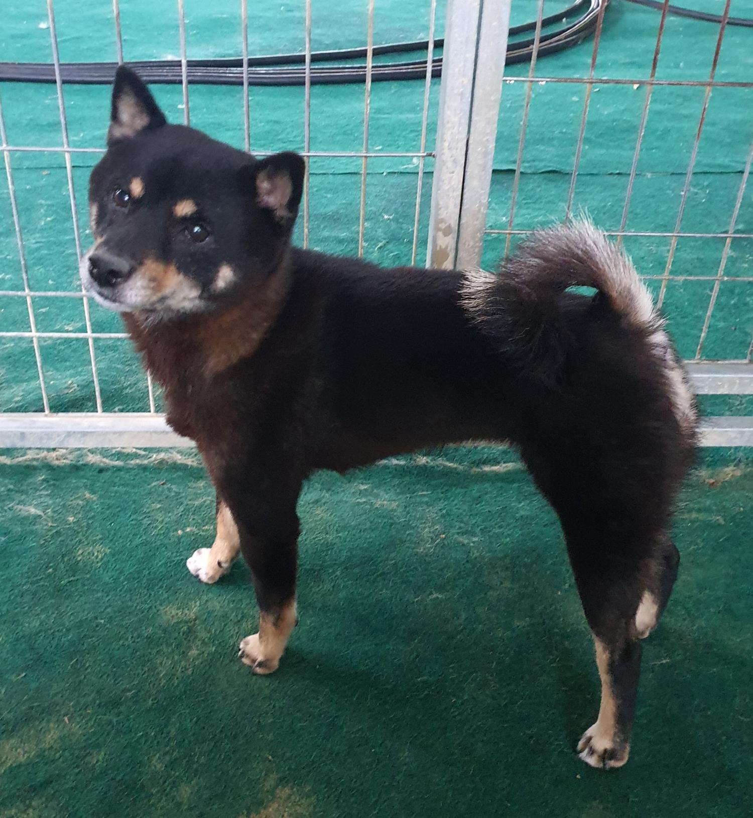 진도군임시보호소_446500202300386