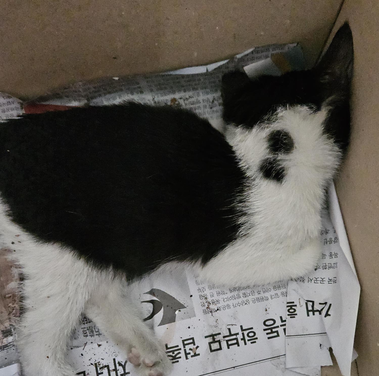 대구유기동물보호협회_427347202301062