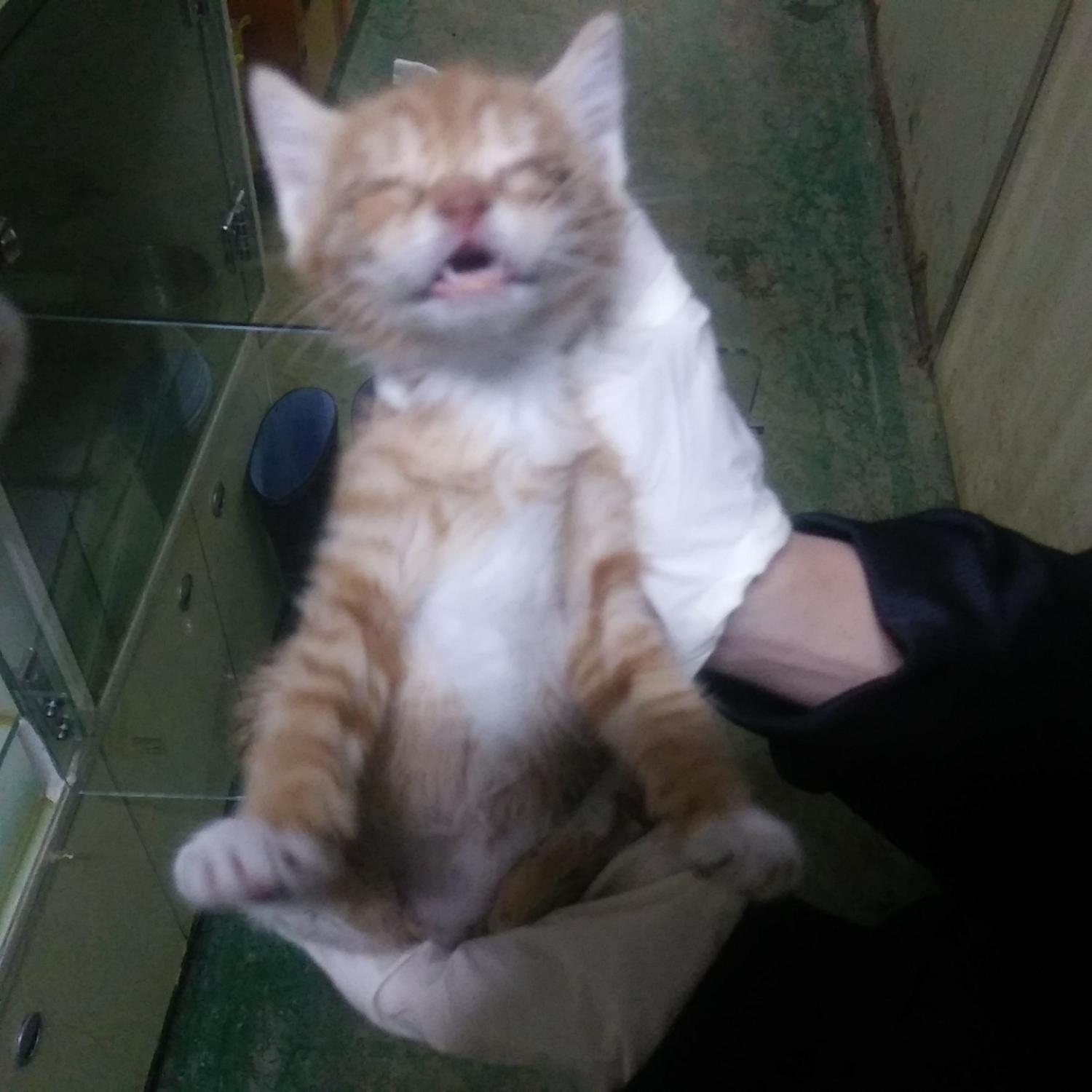 인천광역시수의사회_428351202300936