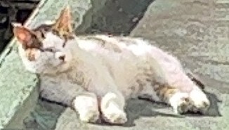 울산유기동물보호센터_431369202300837