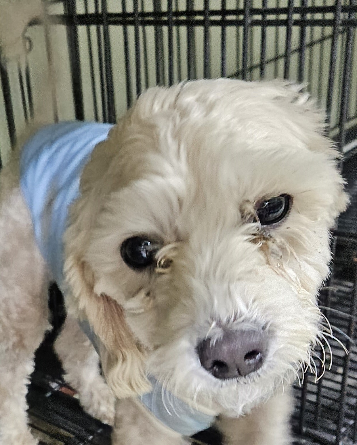 대구유기동물보호센터_427342202300771