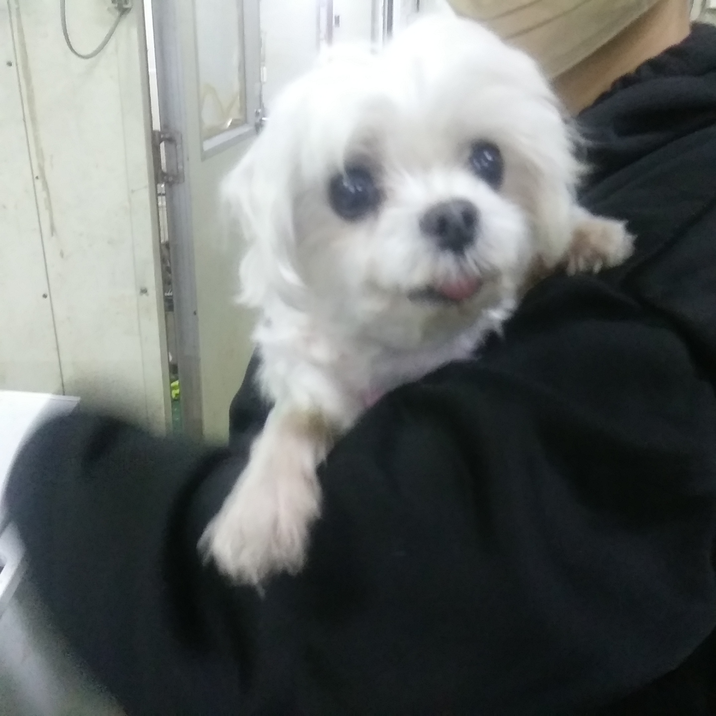 인천광역시수의사회_428353202301280